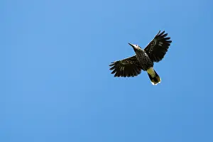 Spotted Nutcracker Stampe: Spotted nutcracker, Eurasian nutcracker, Nucifraga caryocatactes