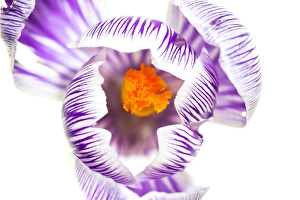 Crocus Vernus Stampe: Spring Crocus, Crocus vernus