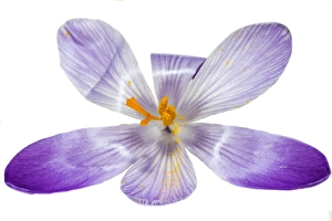 Springtime Blooms Europe Stampe: Spring Crocus; Crocus vernus