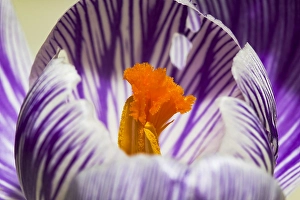 Crocus Vernus Stampe: Spring Crocus; Crocus vernus