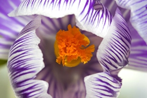 Crocus Vernus Stampe: Spring Crocus, Crocus vernus