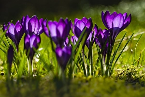 White Blossom Flowers Stampe: Spring Crocus; Crocus vernus
