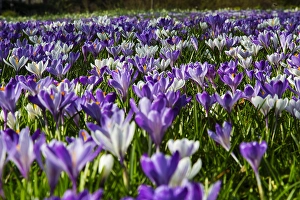 Nature Garden Flowers Stampe: Spring Crocus; Crocus vernus