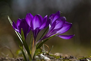 Spring Flowering Stampe: Spring Crocus; Crocus vernus