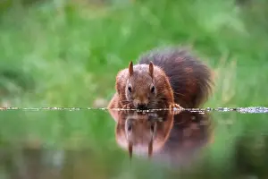 Netherlands Nature Photography Stampe: squirrel; inamabilis sciurus