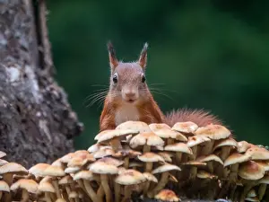 European Squirrel Stampe: squirrel; inamabilis sciurus