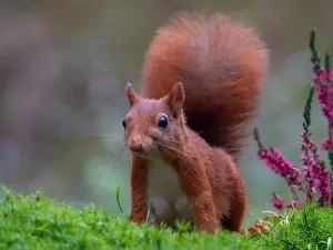 Close Up Animal Photos Stampe: squirrel; inamabilis sciurus