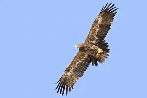 Steppe Eagle Stampe: Steppe Eagle