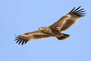 Daytime Bird Photography Stampe: Steppe Eagle