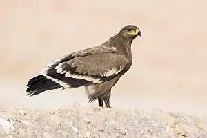 Steppe Eagle Stampe: Steppe Eagle
