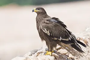 Raptor Bird Species Stampe: Steppe Eagle