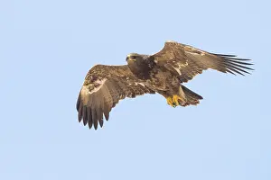 Steppe Eagle Stampe: Steppe Eagle