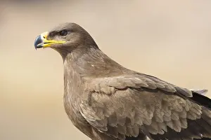 Steppe Eagle Stampe: Steppe Eagle