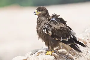 Steppe Eagle Stampe: Steppe Eagle