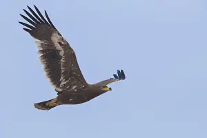 Wildlife Raptors Stampe: Steppe Eagle