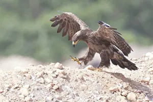 Accipitridae Family Stampe: Steppe Eagle