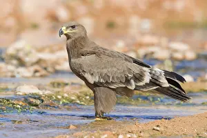 Accipitridae Species Images Stampe: Steppe Eagle