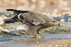 Daytime Bird Photography Stampe: Steppe Eagle