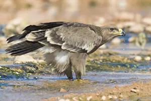 Bird Plumage Stampe: Steppe Eagle
