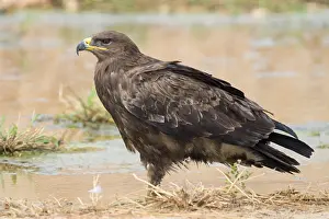 Accipitridae Family Stampe: Steppe Eagle