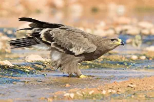Steppe Eagle Stampe: Steppe Eagle