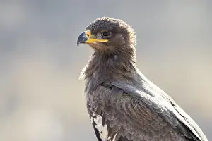 Steppe Eagle Stampe: Steppe Eagle