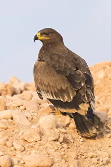 Steppe Eagle Stampe: Steppe Eagle