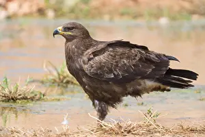 Wildlife Raptors Stampe: Steppe Eagle