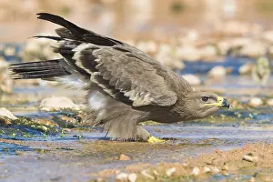 Steppe Eagle Stampe: Steppe Eagle