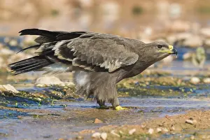 Steppe Eagle Stampe: Steppe Eagle