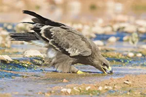 Nature Photography Animals Stampe: Steppe Eagle