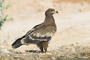 Steppe Eagle Stampe: Steppe Eagle