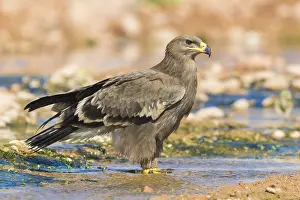 Nature Portrait Photography Stampe: Steppe Eagle