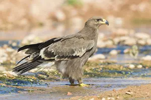 Steppe Eagle Stampe: Steppe Eagle