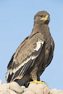 Daytime Wildlife Photography Stampe: Steppe Eagle