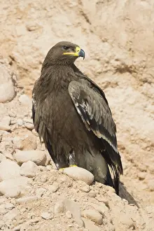 Steppe Eagle Stampe: Steppe Eagle