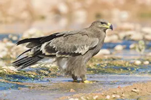 Daytime Bird Photography Stampe: Steppe Eagle