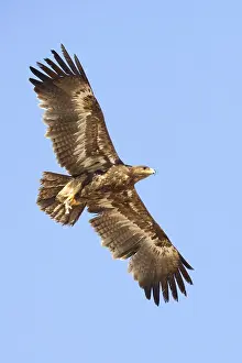 Wildlife Raptors Stampe: Steppe Eagle