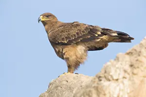 Accipitridae Species Stampe: Steppe Eagle