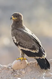 Accipitridae Species Stampe: Steppe Eagle