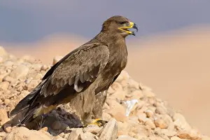 Wildlife Animals Stampe: Steppe Eagle