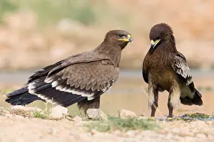 Wildlife Raptors Stampe: Steppe Eagle