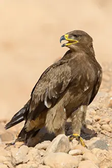 Raptor Species Stampe: Steppe Eagle