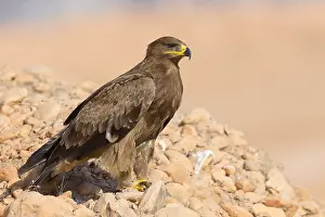 Wildlife Animals Stampe: Steppe Eagle