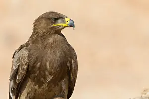 Accipitridae Family Eagles Stampe: Steppe Eagle