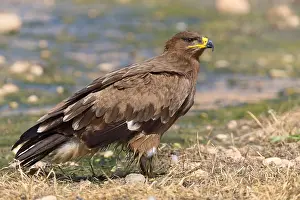 Accipitridae Family Stampe: Steppe Eagle