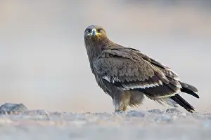Juvenile Bird Stampe: Steppe Eagle