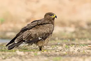 Accipitridae Family Eagles Stampe: Steppe Eagle