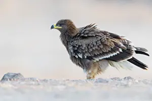 Steppe Eagle Stampe: Steppe Eagle
