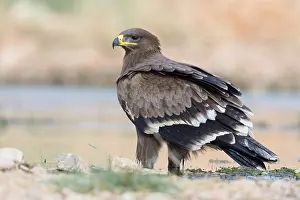 Steppe Eagle Stampe: Steppe Eagle